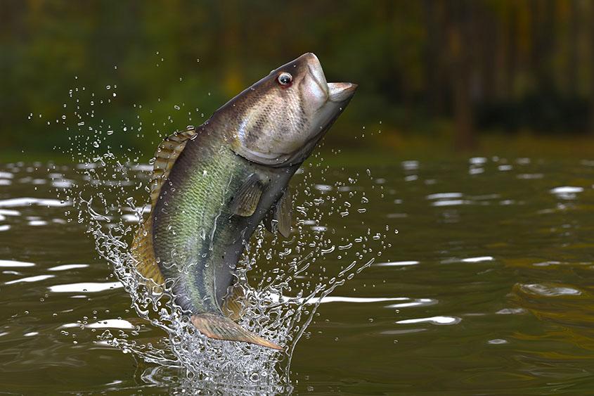 ¿Por qué los peces saltan fuera del agua?